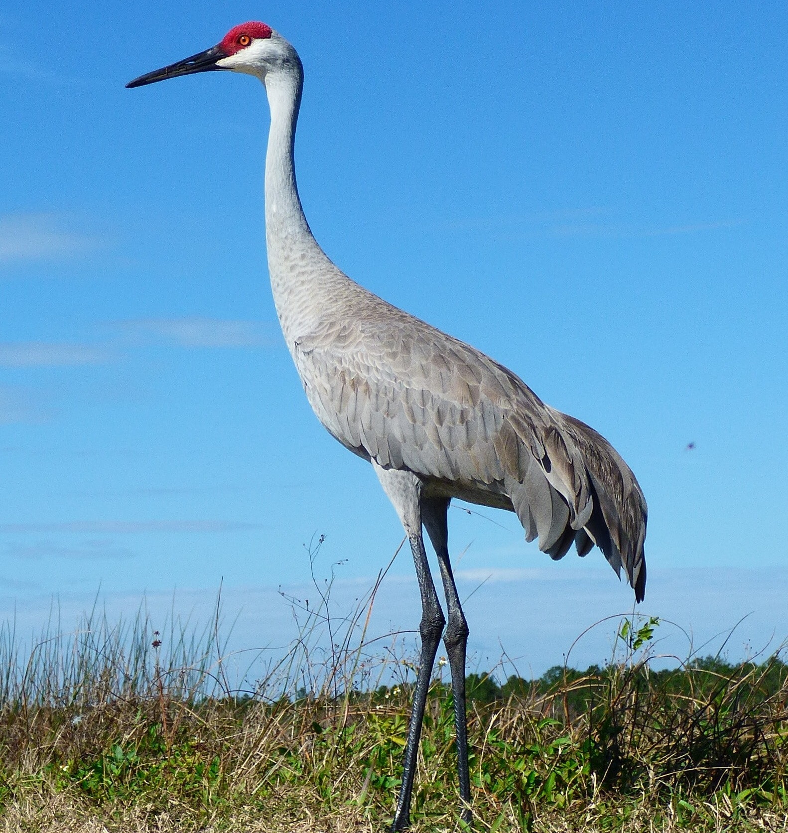 sandhill crane standing in a field