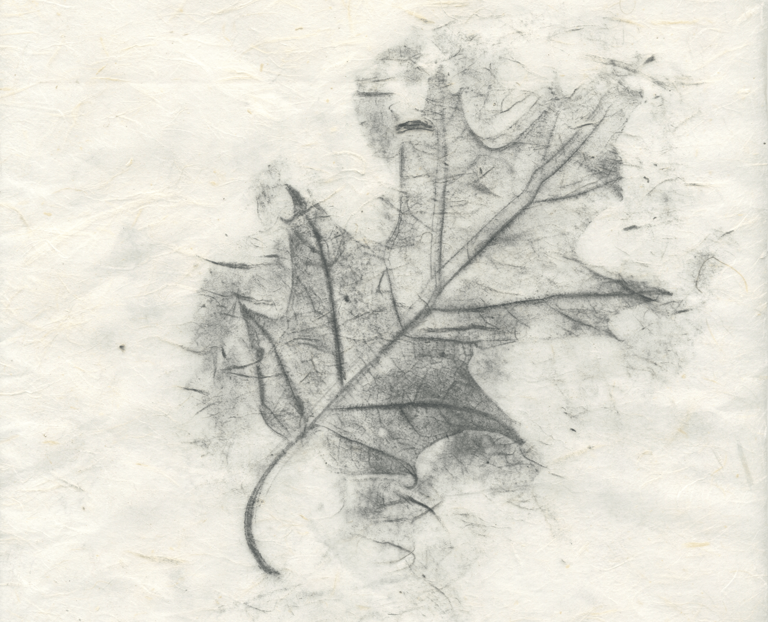 A graphite leaf rubbing on mulberry paper.