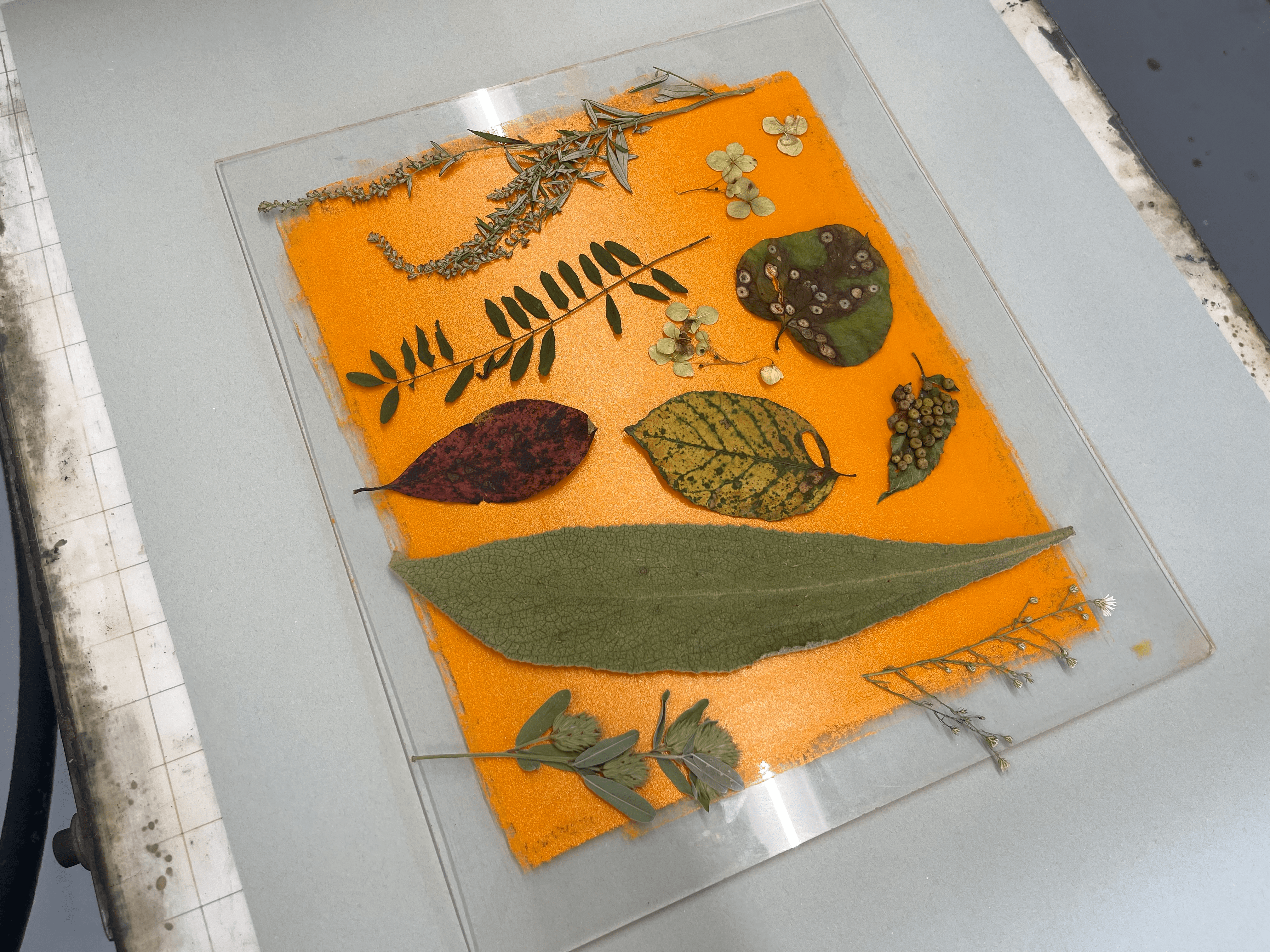 Various leaves and plant elements are arranged on top of a vibrant orange background of printing ink on top of a clear plastic sheet on the bed of an etching press.