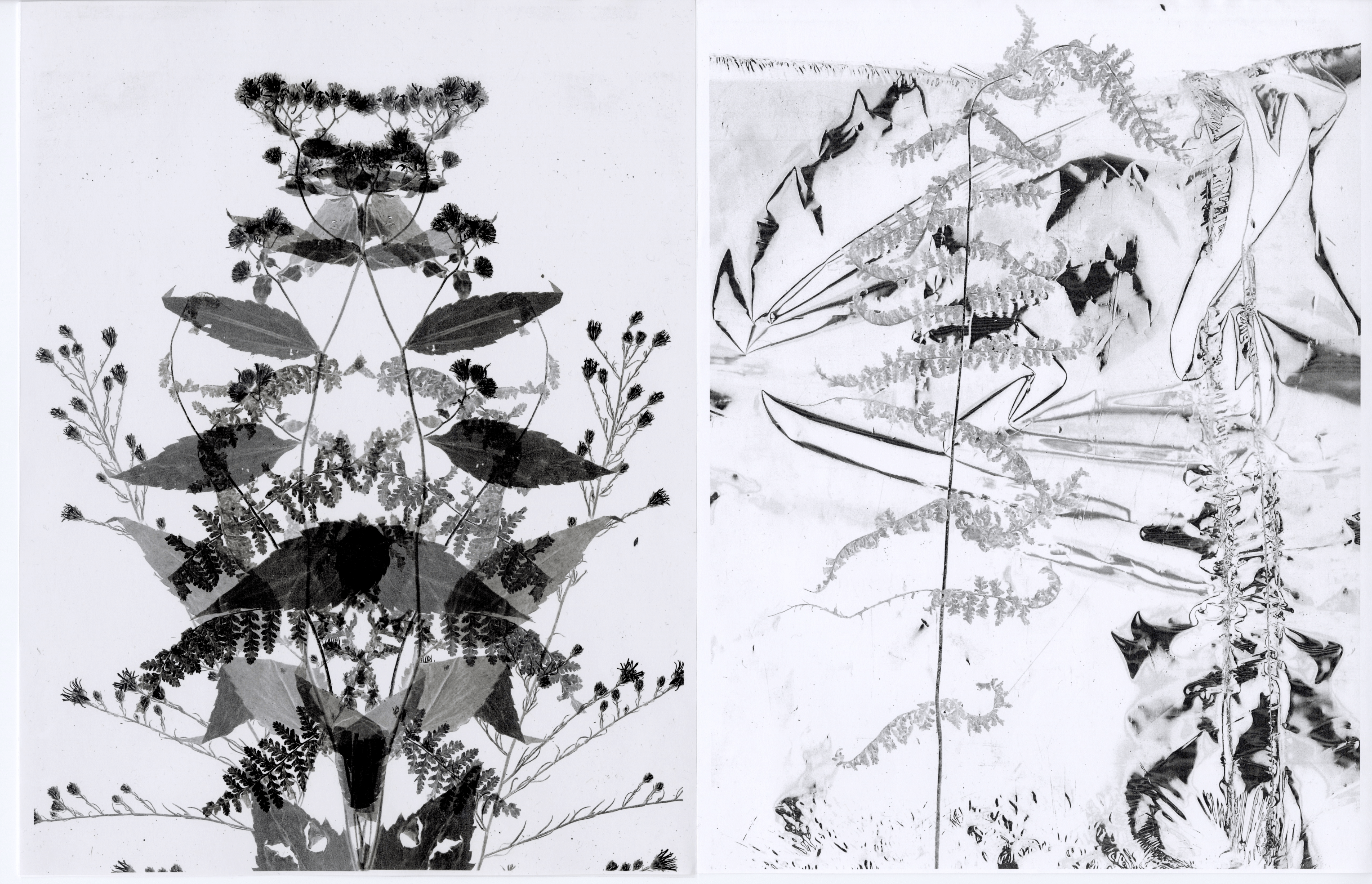 Two black and white xerox prints side by side showing intricate botanical arrangements. On the left, plants and flowers are symmetrically mirrored, creating a kaleidoscopic effect. On the right, a more abstract, textured design features ferns and other foliage.