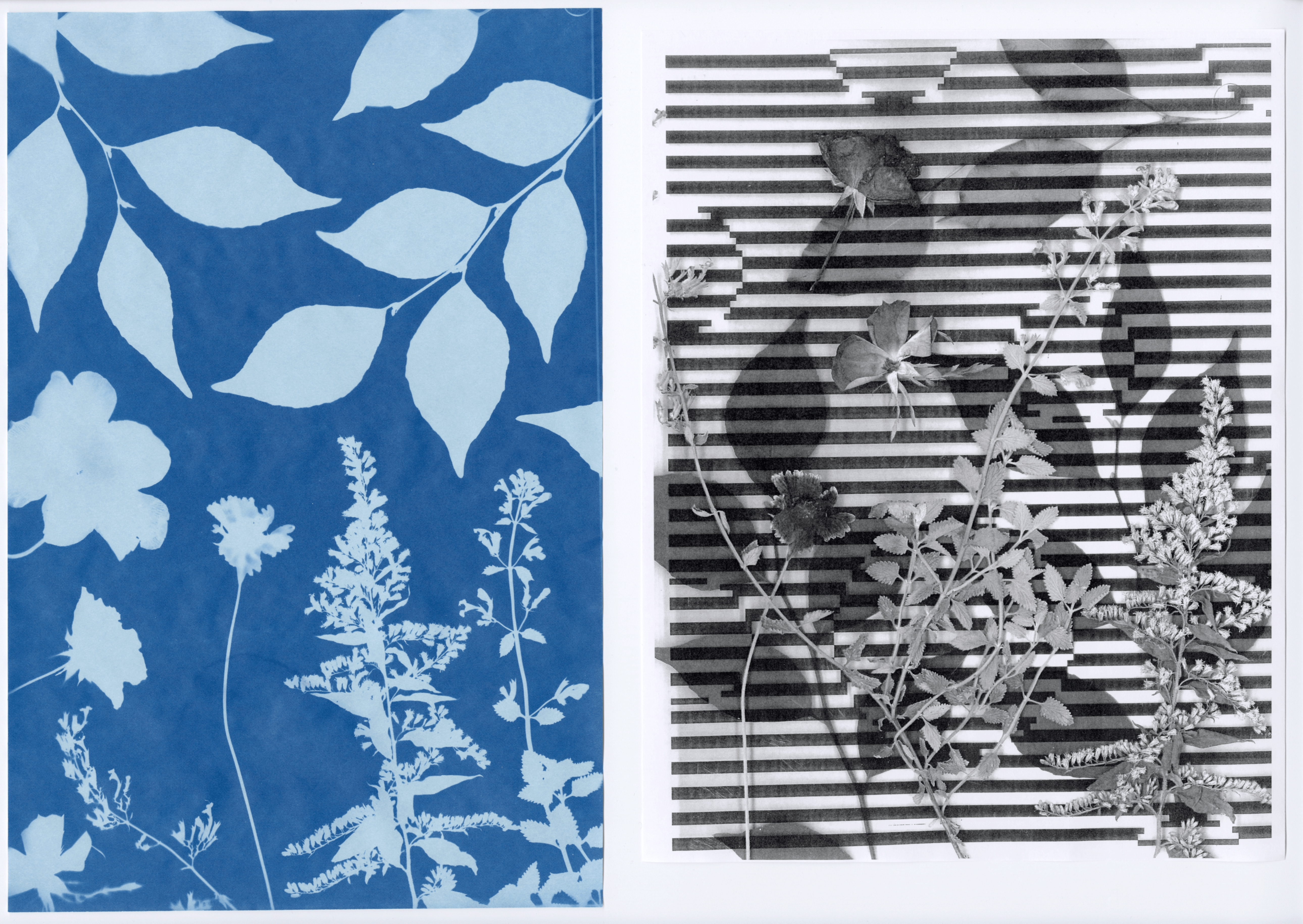 Two contrasting botanical prints side by side. The left side is a cyanotype with a blue background with light blue silhouettes of leaves and flowers. The right side is a black and white photocopy with horizontal striped patterns with various plant elements overlaid.