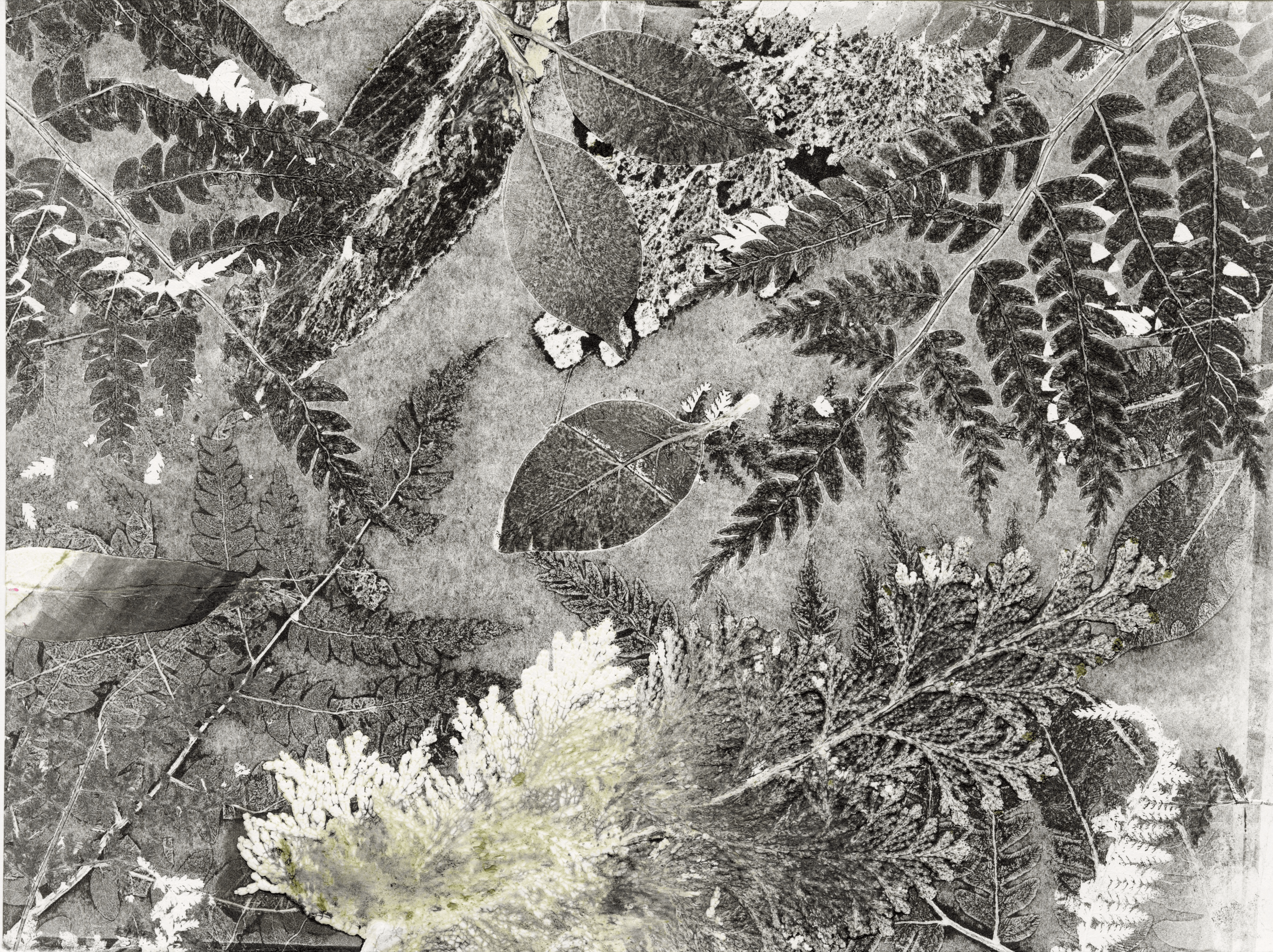  A monochroma print densely packed with various ferns and leaves. The overlapping patterns create a rich, textured appearance with intricate details. The green coloring from one plant clipping at the bottom has bleed into the image to create an soft wash of greens and yellows.