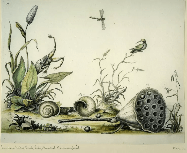 A hand-drawn watercolor illustration of a riverbank scene, including a ruby-throated hummingbird, a lotus seed pod, snail shells, an arrowleaf, a dragonfly, and a snake swallowing a frog mid-leap.