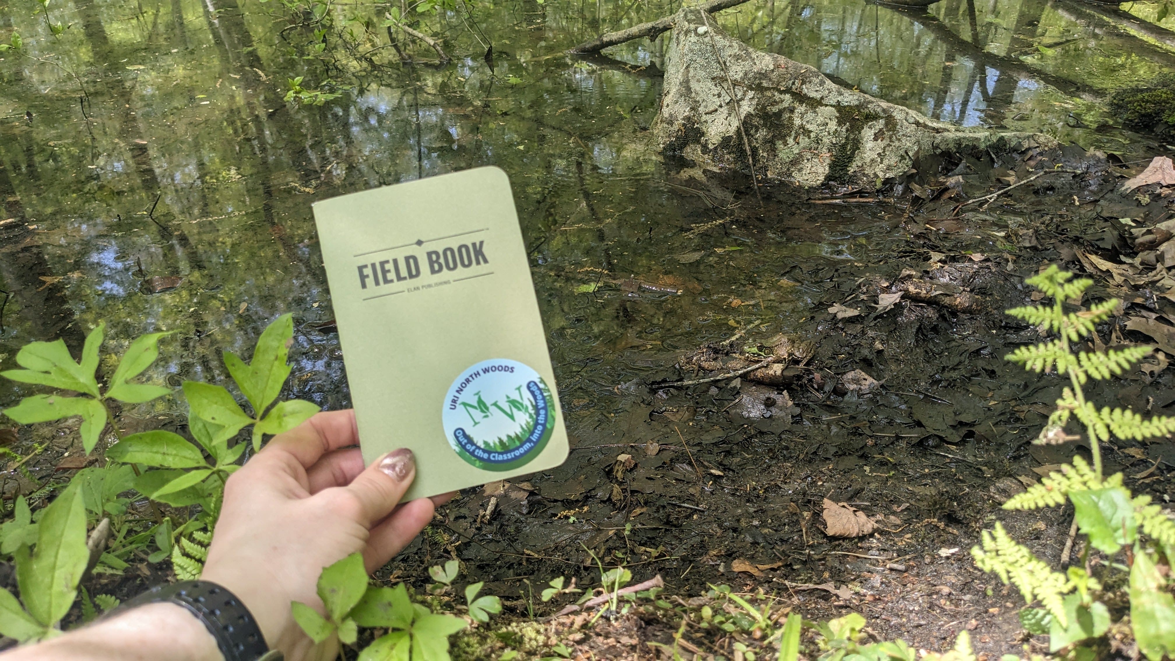 A hand holding a small closed notebook next to a green frog