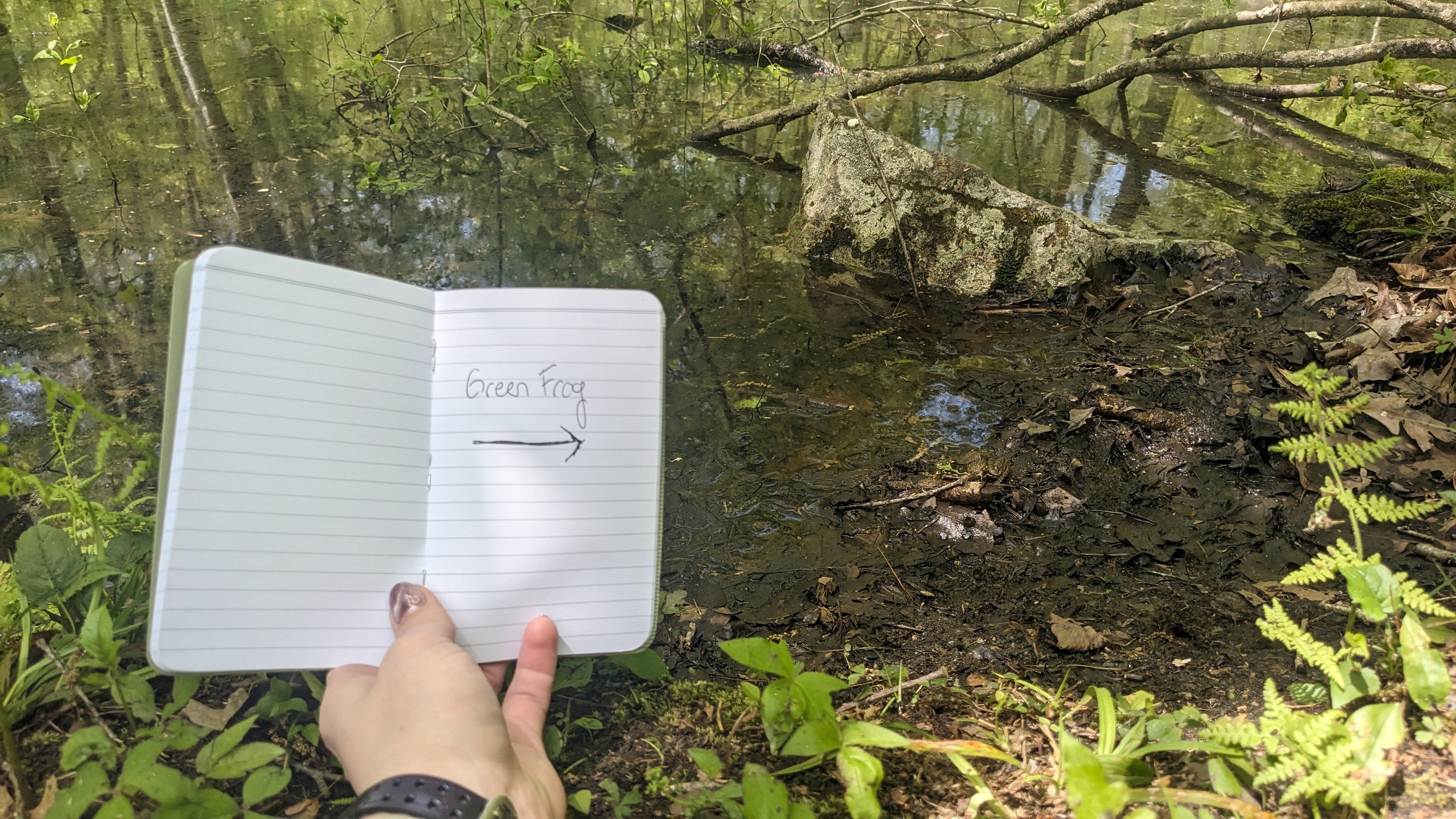 A hand holding a notebook that reads “Green Frog” with an arrow pointing to the frog that blends well with its muddy surroundings.