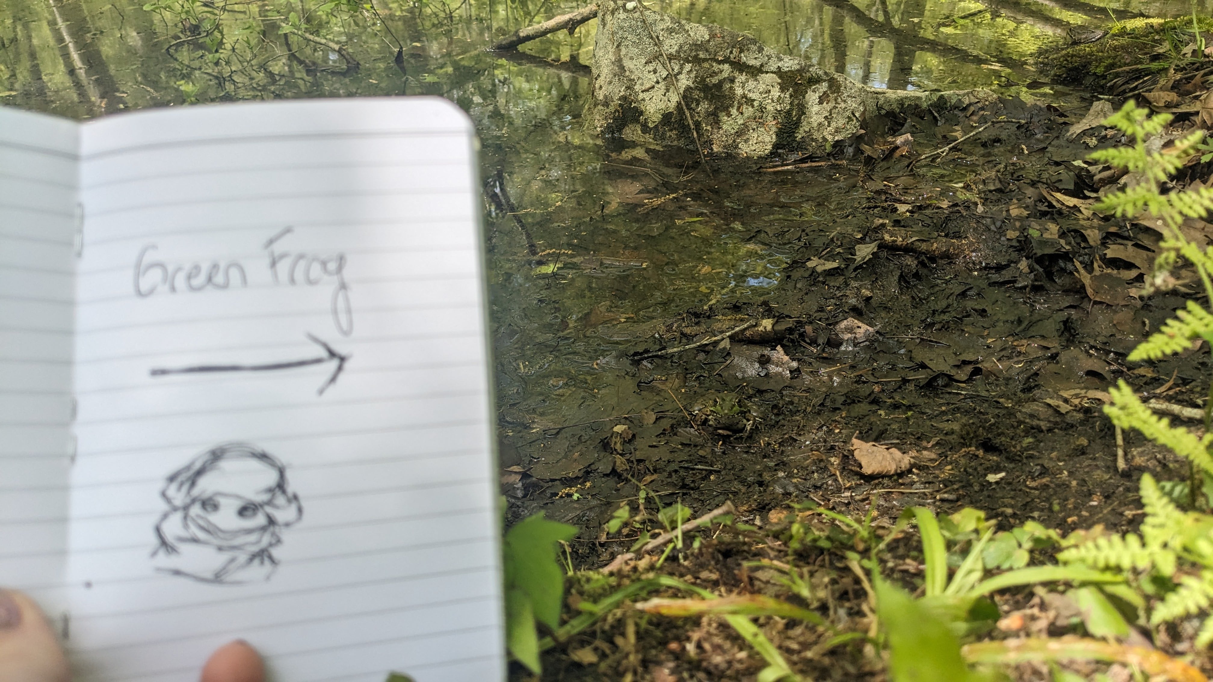 A notebook with a silly line drawing of a frog, the words “Green Frog”, and an arrow pointing to the frog that blends well with its muddy surroundings.