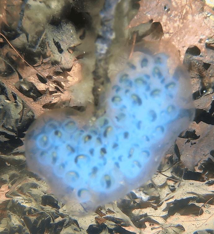 An underwater view of a spotted salamander egg mass. There are fallen leaves and dirt at the bottom of the vernal pool. In the center of the picture, an egg mass is attached to a partially visible stick. The egg mass is kidney-shaped and curves towards the right. The egg mass is covered in a nearly transparent gelatinous coating. Individual translucent eggs are clustered together within the gelatinous coating. This egg sac might have over 100 eggs in it. Within each visible egg is a salamander larva. The larvae are about as long as their eggs at this stage of development, are black and yellow in coloration, and are curled slightly within their eggs.