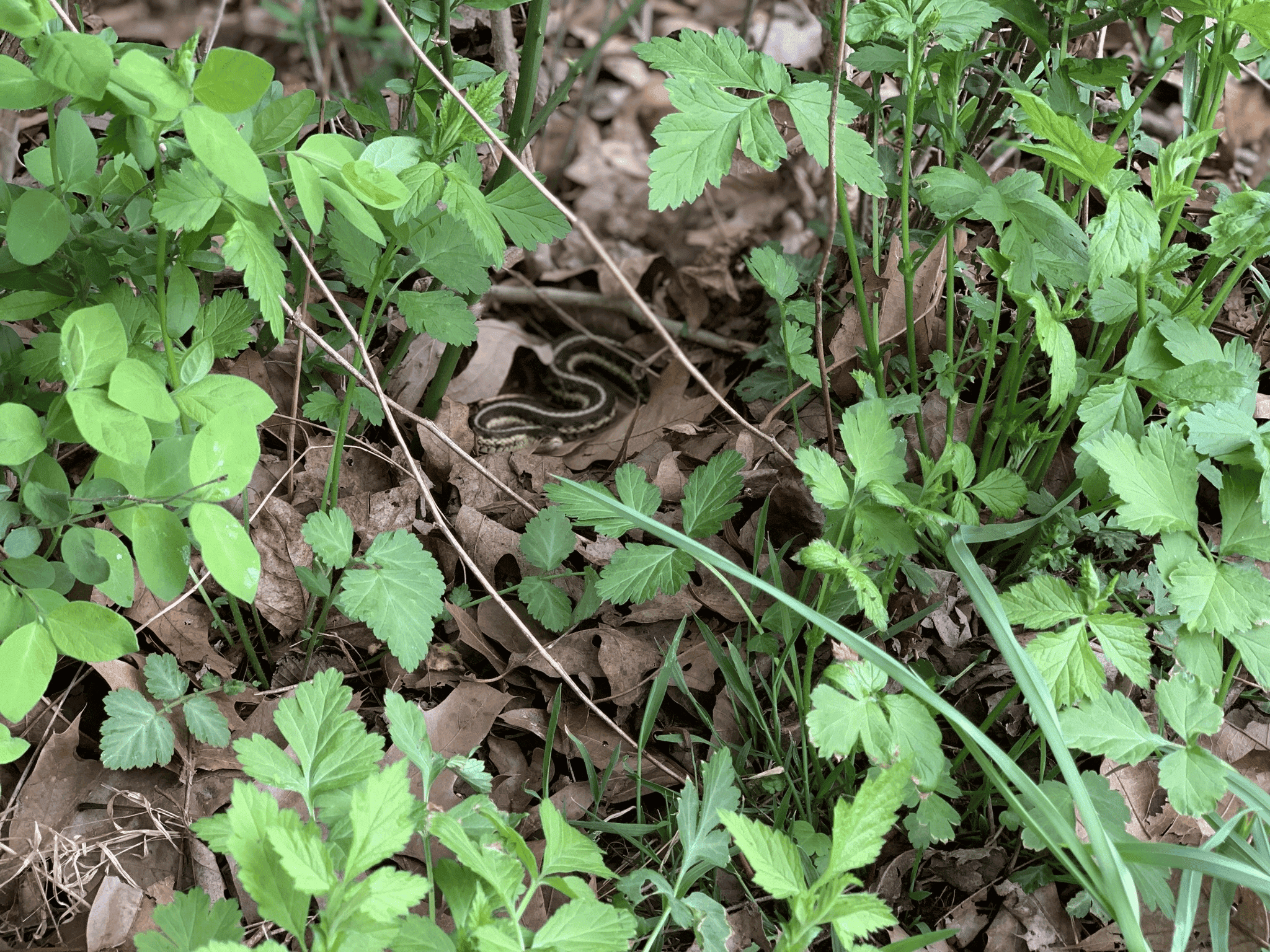 A 4- or 5-inch-long black snake with a thin yellow stripe and yellow-patterned belly is laying in an S-shape among fallen leaves. The snake is framed by blades of grass, clover, and other small green plants that slightly conceal the snake.