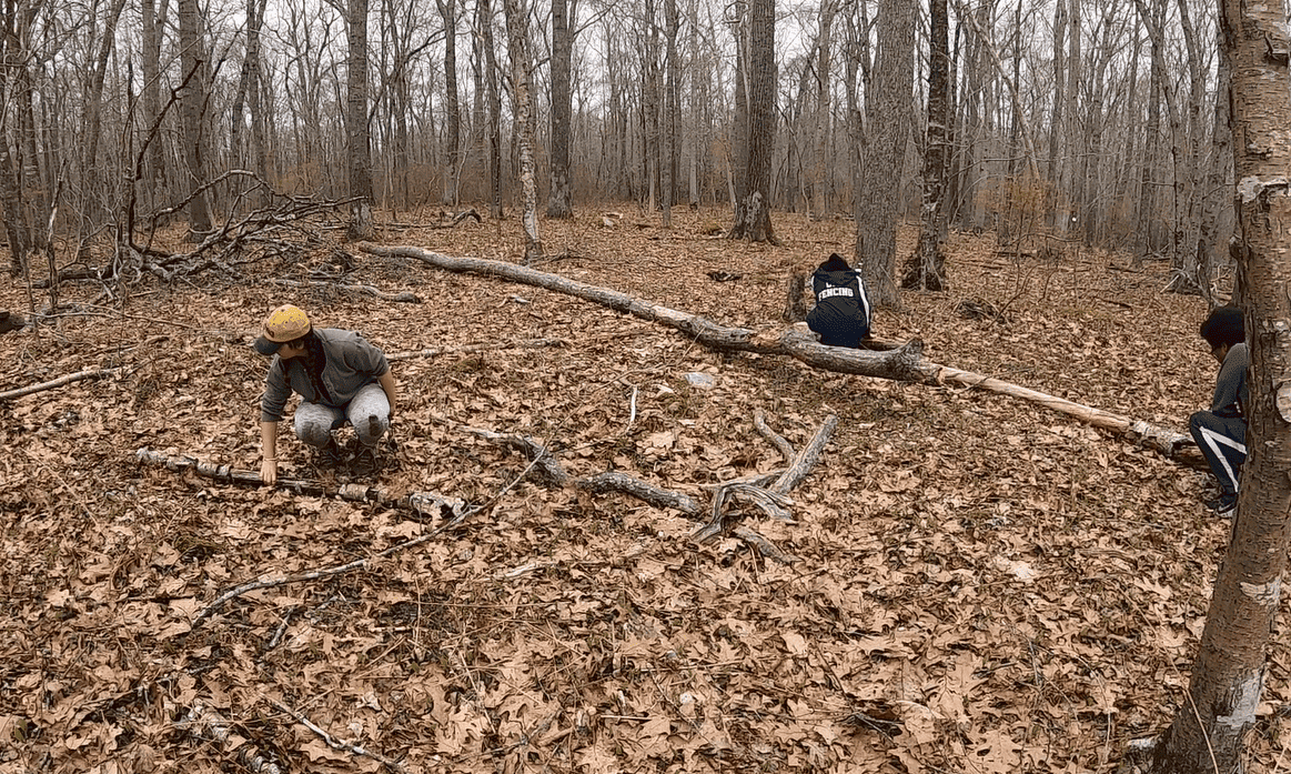 Three students are spread out in a sparsely wooded area in the North Woods. There are fallen leaves on the ground and denser woods in the background. The students are each crouched down by a log. The student in the foreground is flipping a smaller log, while the other two students are working together to examine a larger fallen tree.