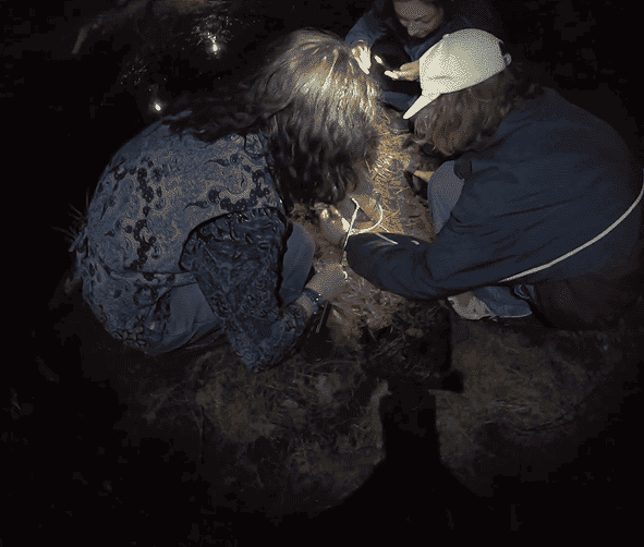 Three students crouch around a small deli container at night. The students are illuminated by a student’s iPhone flashlight and a headlamp from the photographer. One student holds a small aquarium net containing tadpoles over the container, while another gently guides the tadpoles from the net into the container for observation.